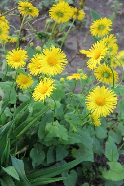 Дороникум козульник