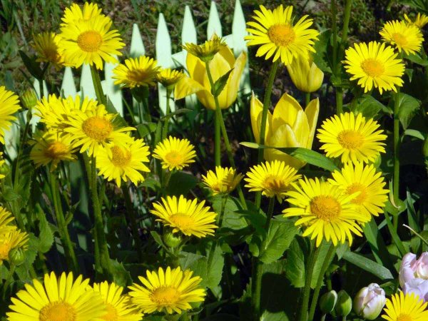 Дороникум козульник цветок