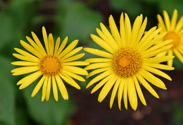 Дороникум козульник цветок