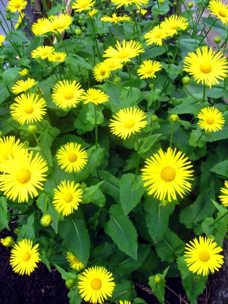 Дороникум Ориентале