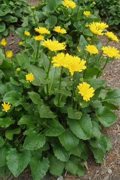 Дороникум Восточный