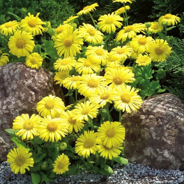 Дороникум козульник