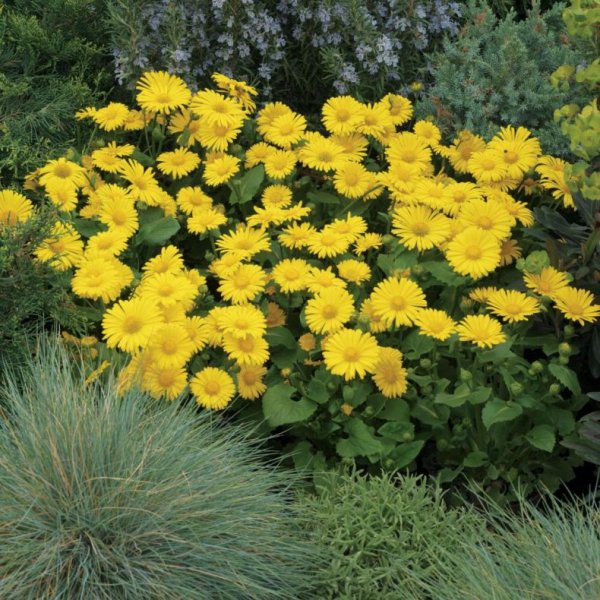 Дороникум Восточный Литтл Лео