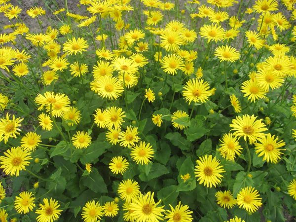 Гелиопсис дороникум