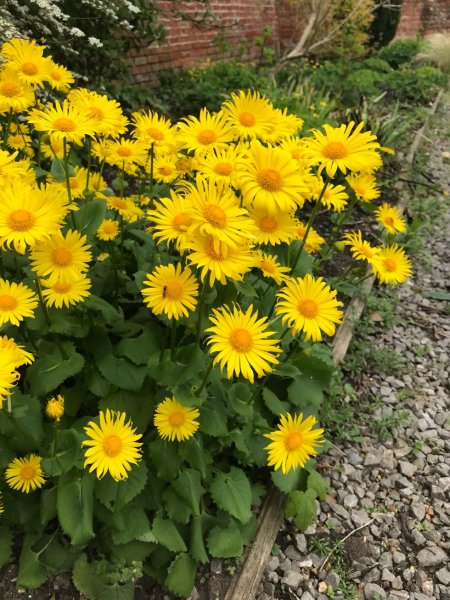 Дороникум желтая Ромашка козульник