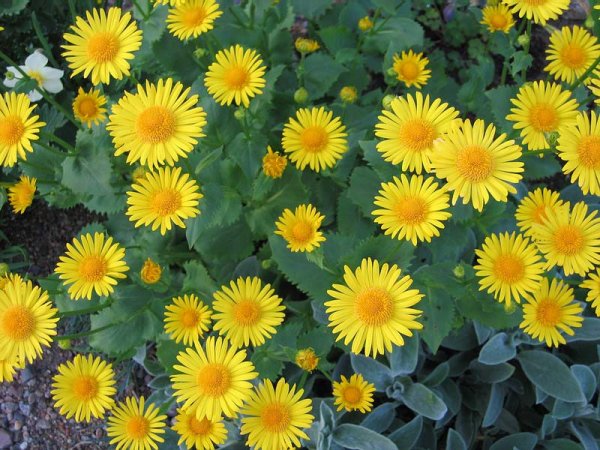 Дороникум Ориентале