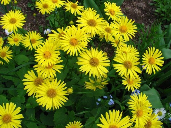 Дороникум спринг Бьюти