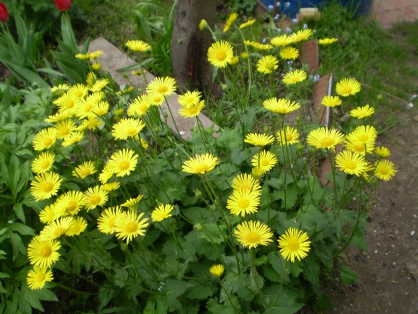 Дороникум Колюмны