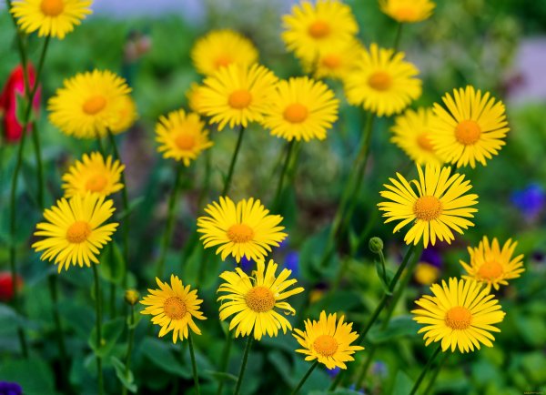 Ромашка желтая дороникум