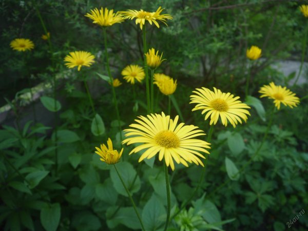 Дороникум желтая Ромашка козульник