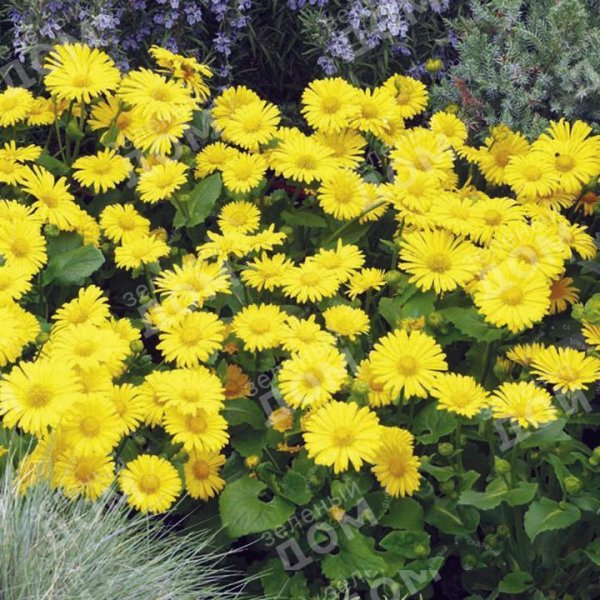 Дороникум Восточный (Doronicum orientale)