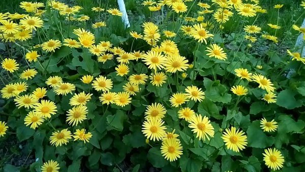 Ромашка желтая дороникум