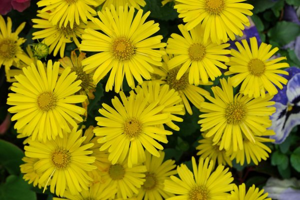 Дороникум Восточный