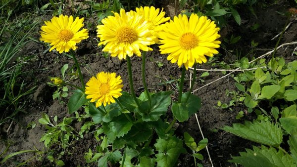 Дороникум Восточный