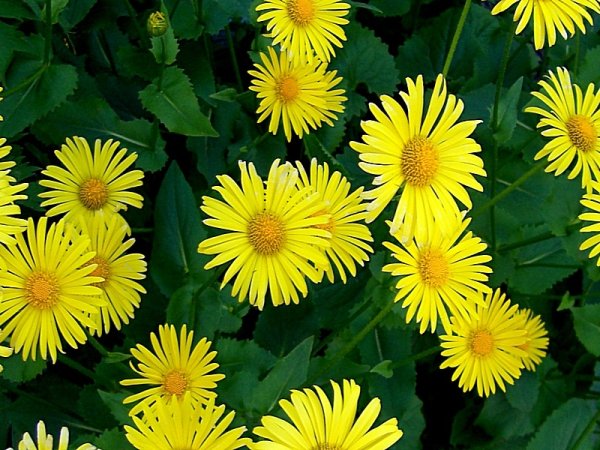 Дороникум, Маргаритка многолетняя