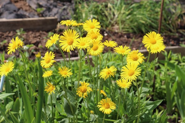 Дороникум Алтайский