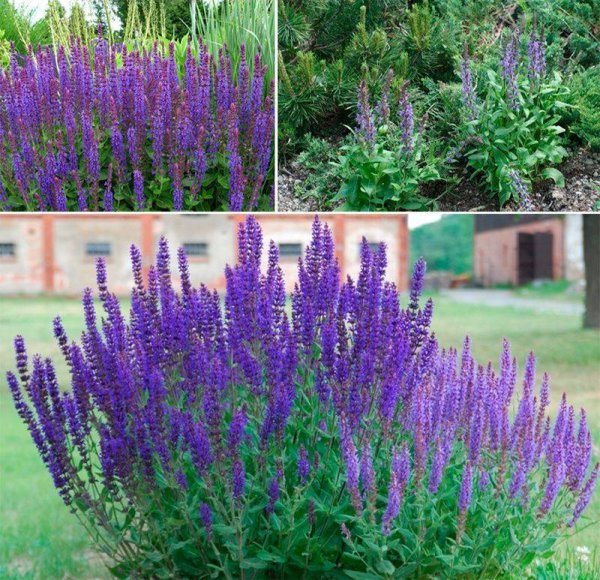 Шалфей Дубравный (Salvia nemorosa `Caradonna`)