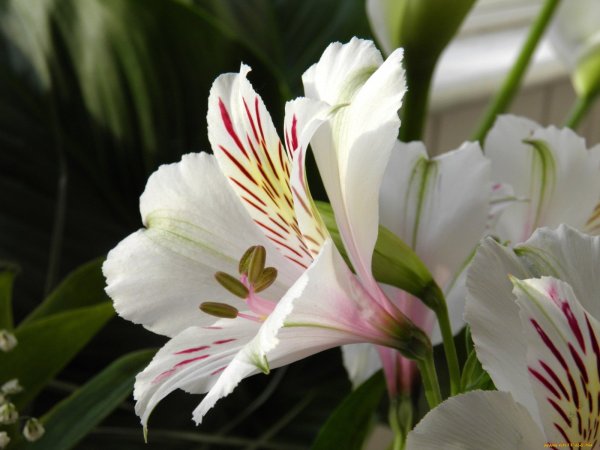 Астерия цветок