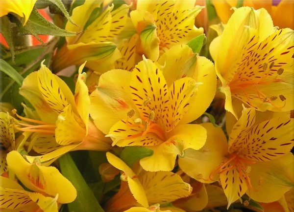 Астельмерия желтая