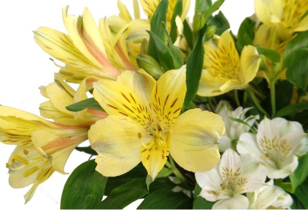 Альстромерия Вояджер