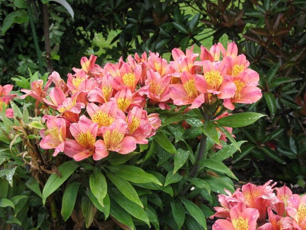 Альмерия цветок