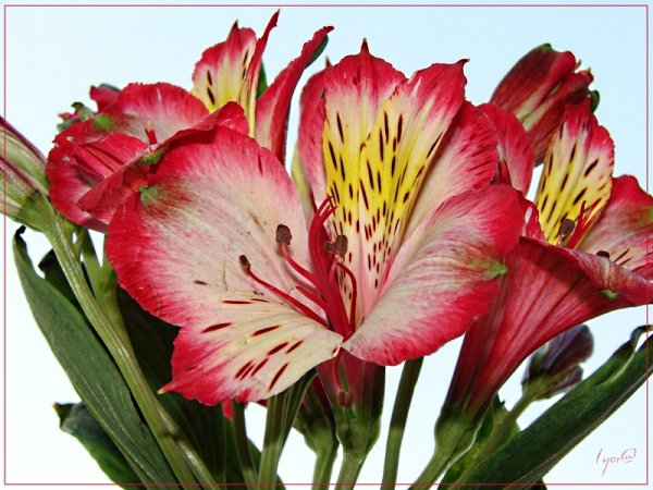 Альстромерия Акеми