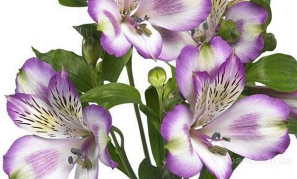 Альстромерия фиолетовые сорта