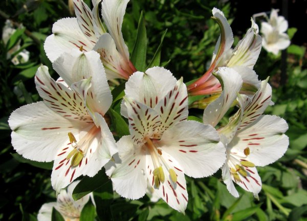 Лилия и альстромерия