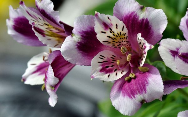 Альстромерия цветы