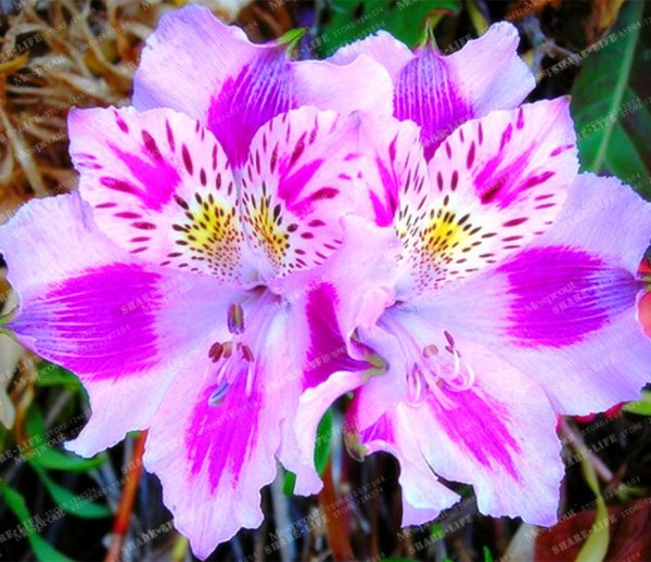 Альстромерия сорт Алисия