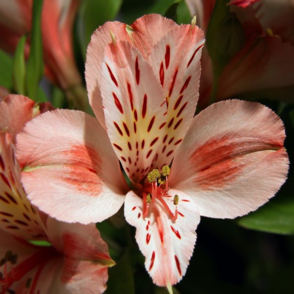 Цветы астельмерия