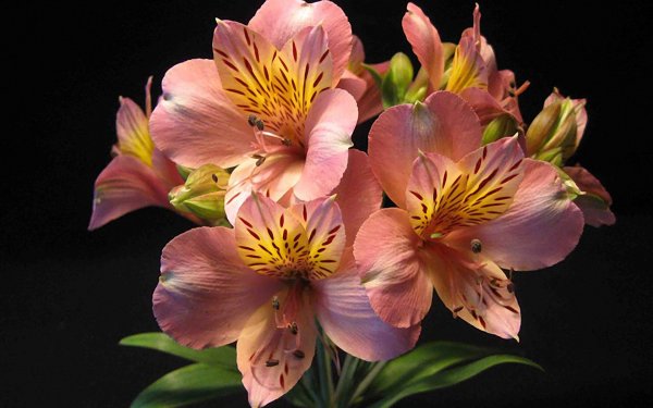 Альстромерия Уитни