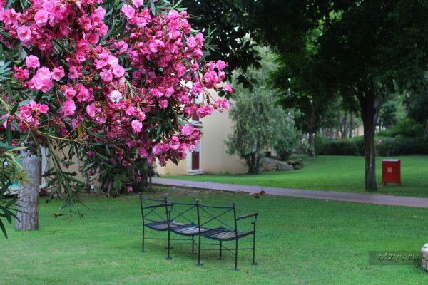 Астерия цветок