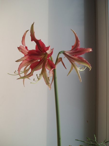 Астерия цветок