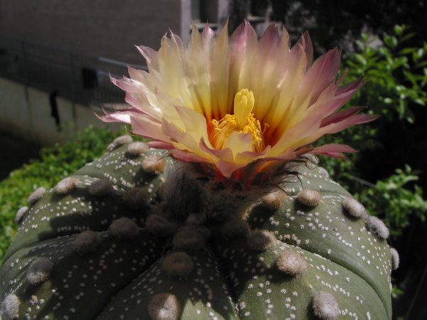 Astrophytum Asterias в природе