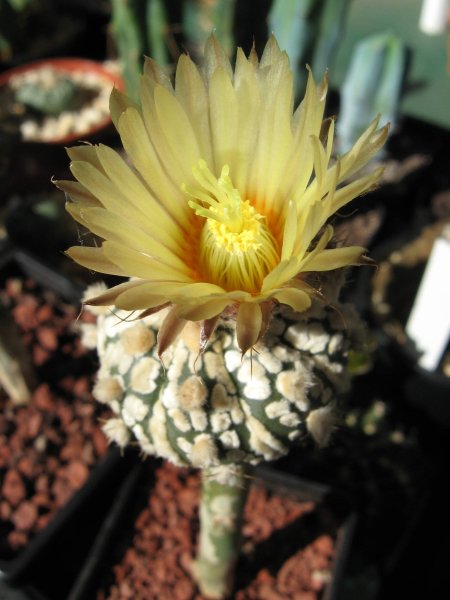 Астрофитум Астериас