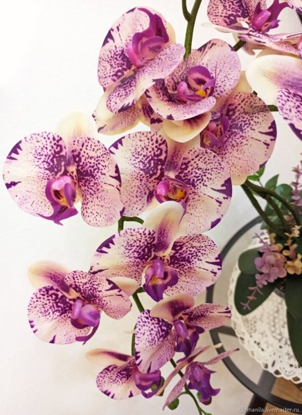 Астрофитум Астериас