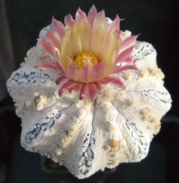 Astrophytum Asterias 'Red'