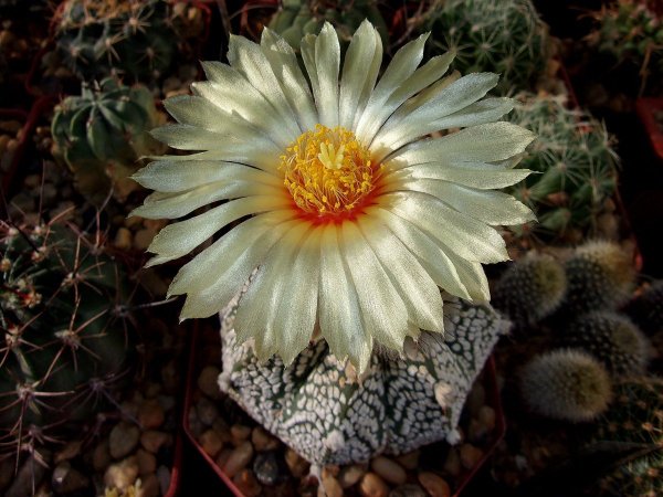 Фиалки букет Юг России