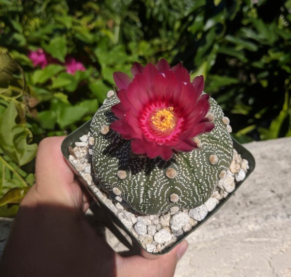 Эустома и альстромерия