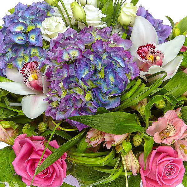 Astrophytum Asterias ooibo