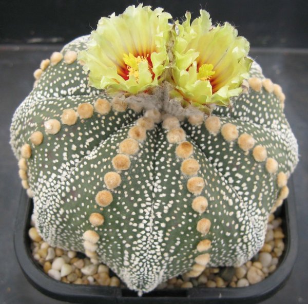 Astrophytum Asterias 'Red'