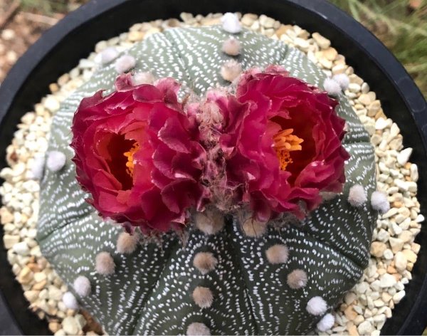 Цветы близко