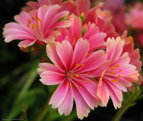 Бело розовые розы