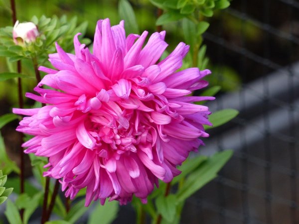 Букет «альстромерия»