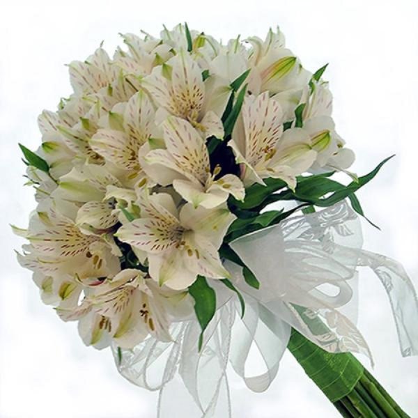 Цветы Амстерия Астерия