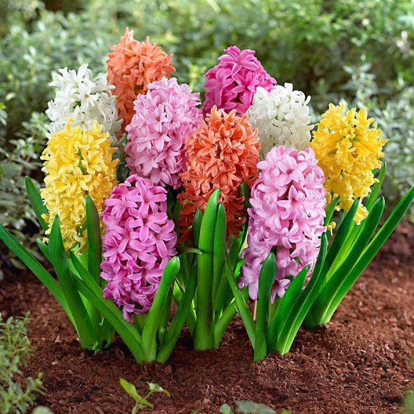 Лилейные гиацинт