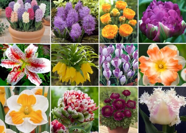 Мускари грейп айс