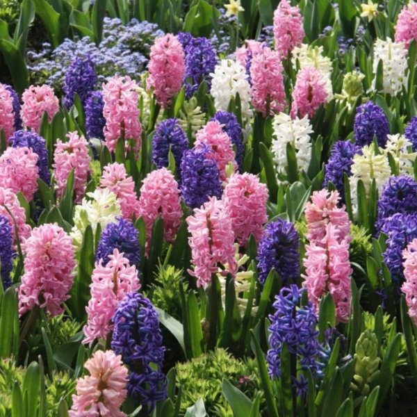 Тюльпаны нарциссы гиацинты