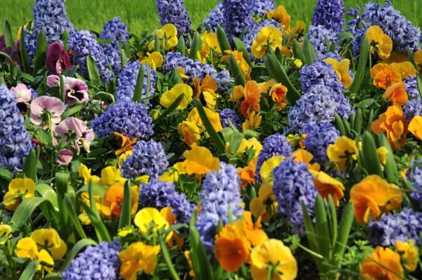 Луковичные цветы садовые с названиями